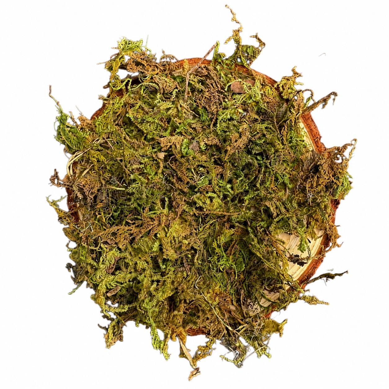 Top-down view of a natural wood slice covered with dried green sphagnum moss on a white background, rustic terrarium and reptile enclosure decor piece.