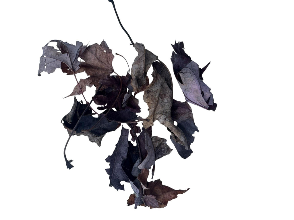 Natural dried maple leaf litter bundle with curled leaves and realistic forest-floor appearance, perfect for terrariums, vivariums, bioactive habitats, and cleanup crew enclosures.