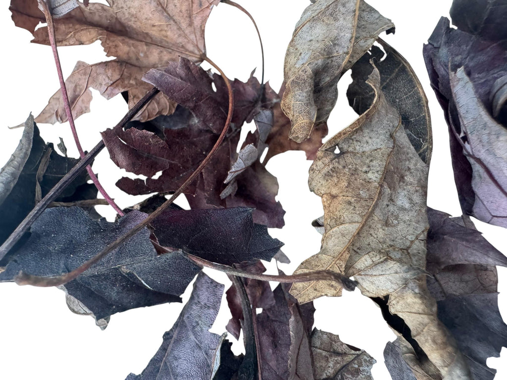 Close-up of dried maple leaf litter showing natural veins, curled edges, and rich brown coloration, ideal for bioactive terrariums, vivariums, isopod colonies, springtail cultures, and reptile habitats.