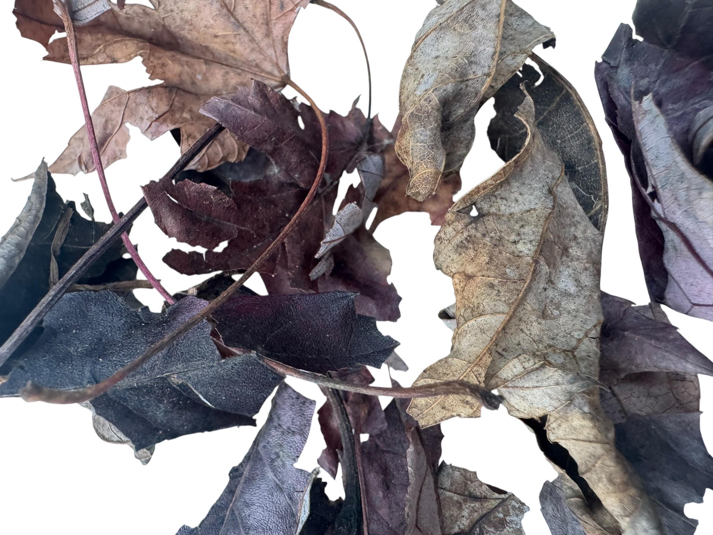 Close-up of dried maple leaf litter showing natural veins, curled edges, and rich brown coloration, ideal for bioactive terrariums, vivariums, isopod colonies, springtail cultures, and reptile habitats.