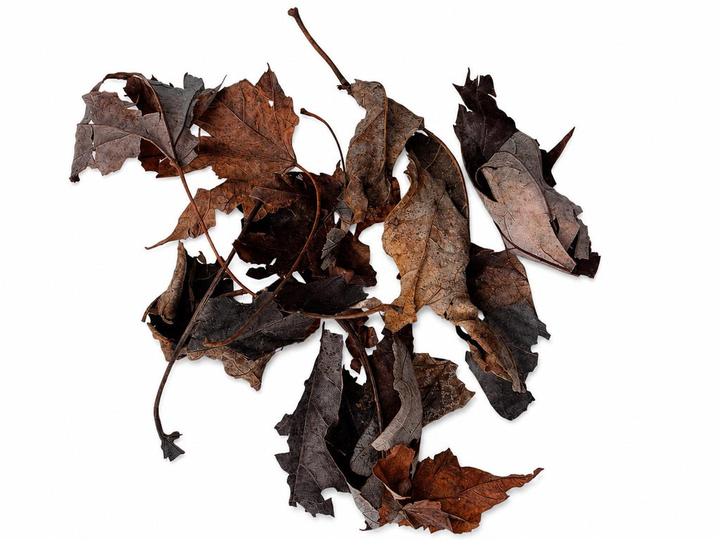 Assorted dried maple leaf litter on a white background featuring a variety of leaf sizes, shapes, and natural brown colors for bioactive terrariums, vivariums, isopod colonies, and reptile habitats.