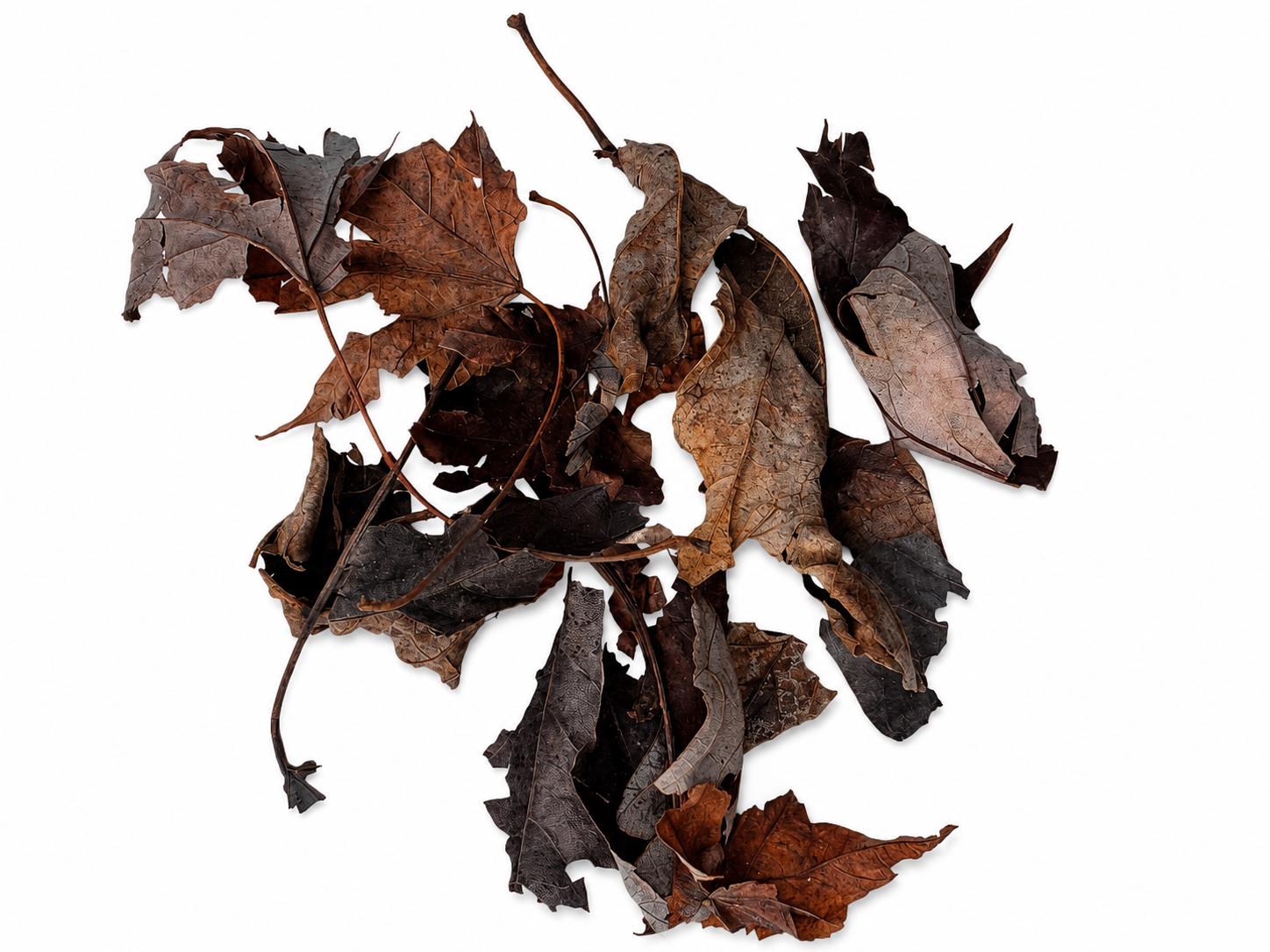 Assorted dried maple leaf litter on a white background featuring a variety of leaf sizes, shapes, and natural brown colors for bioactive terrariums, vivariums, isopod colonies, and reptile habitats.