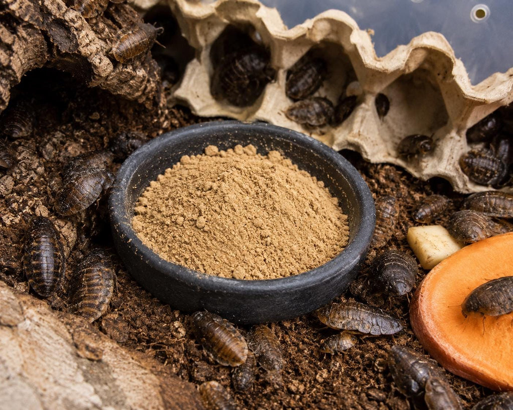 Bowl of DubiaFuel powdered roach food inside a Dubia roach enclosure. Roaches gather around the feeding dish alongside cork bark, egg crate hides, and fresh vegetables.