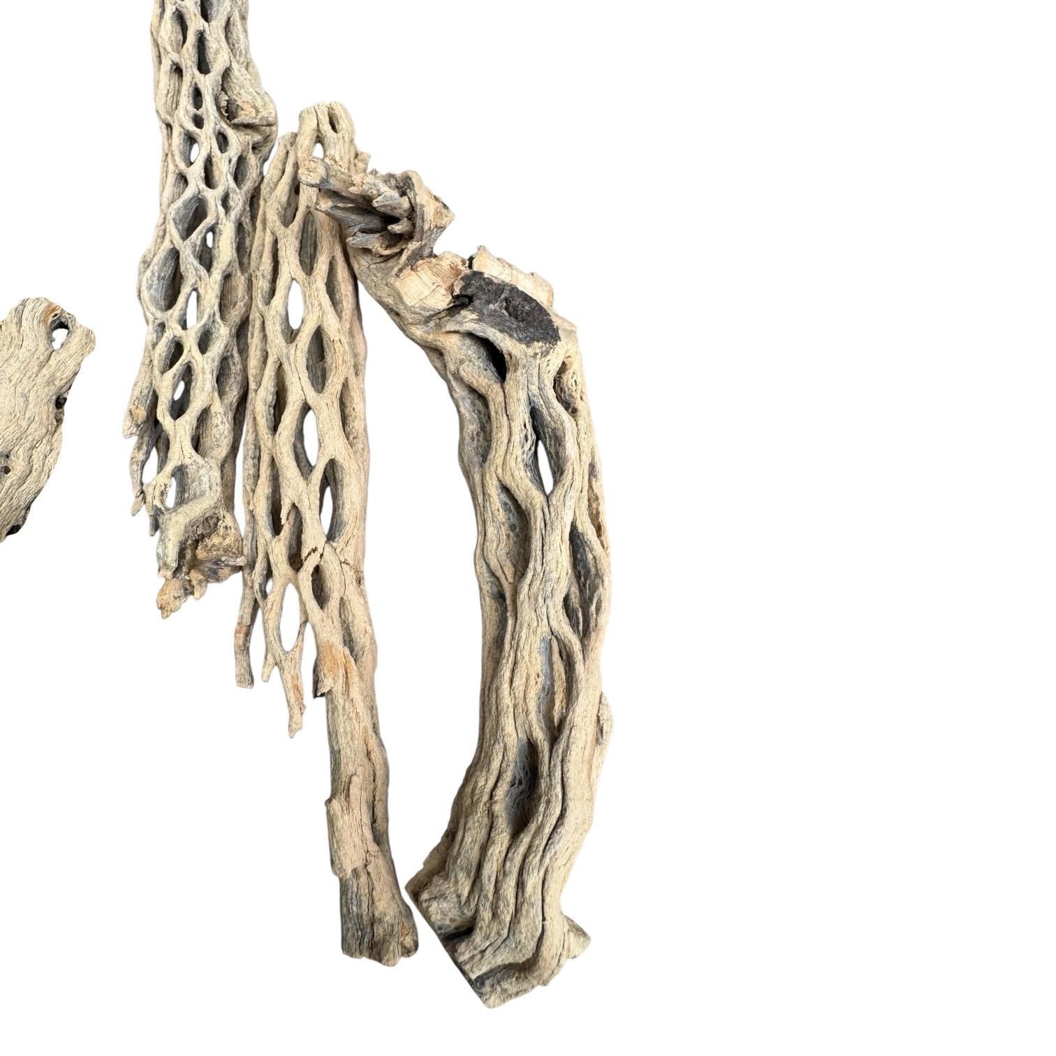 Cholla Wood for Terrariums & Aquariums | Natural Bioactive Decor for Isopods, Springtails, Shrimp, Leapord Gecko, Hermit Crabs and Reptiles