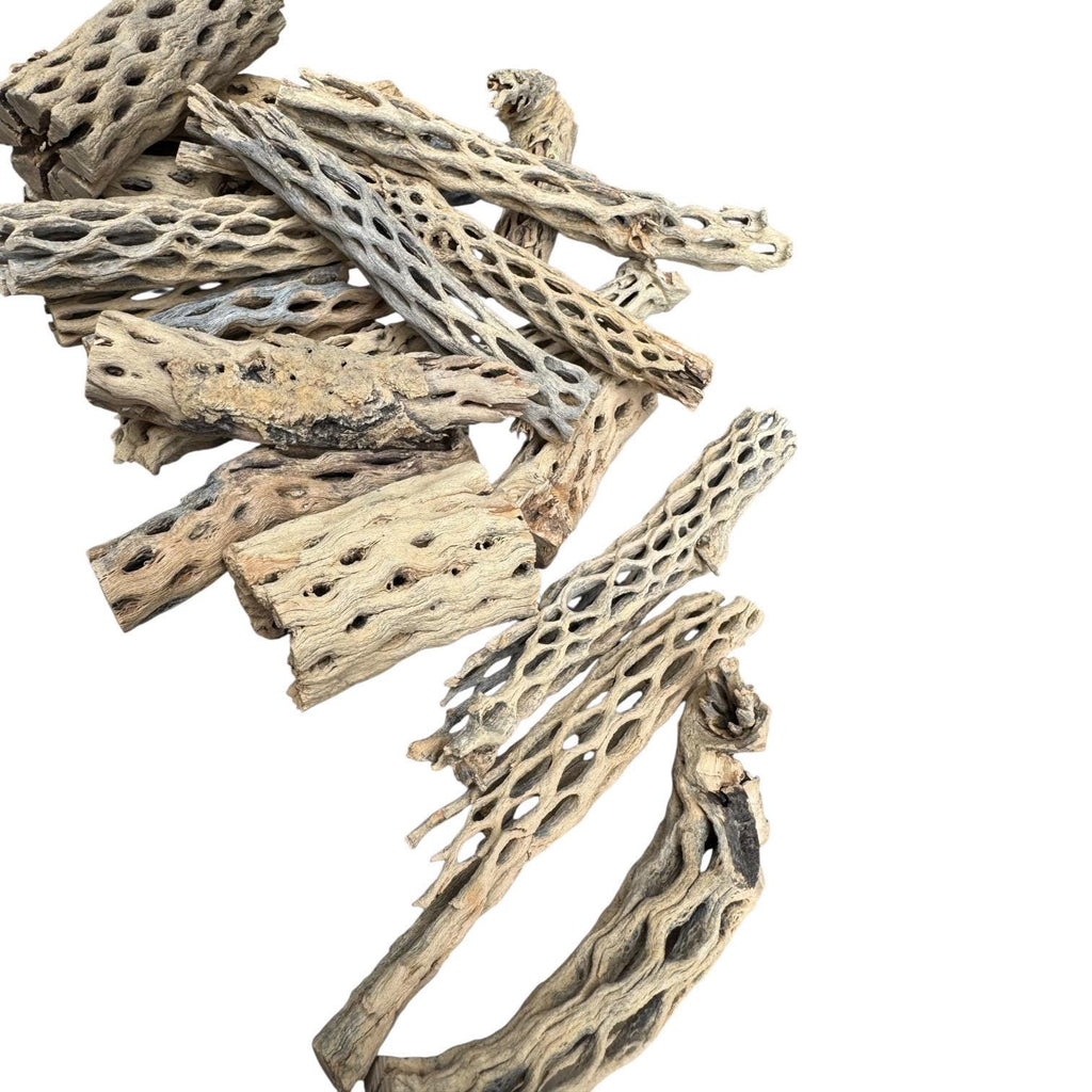 Cholla Wood for Terrariums & Aquariums | Natural Bioactive Decor for Isopods, Springtails, Shrimp, Leapord Gecko, Hermit Crabs and Reptiles