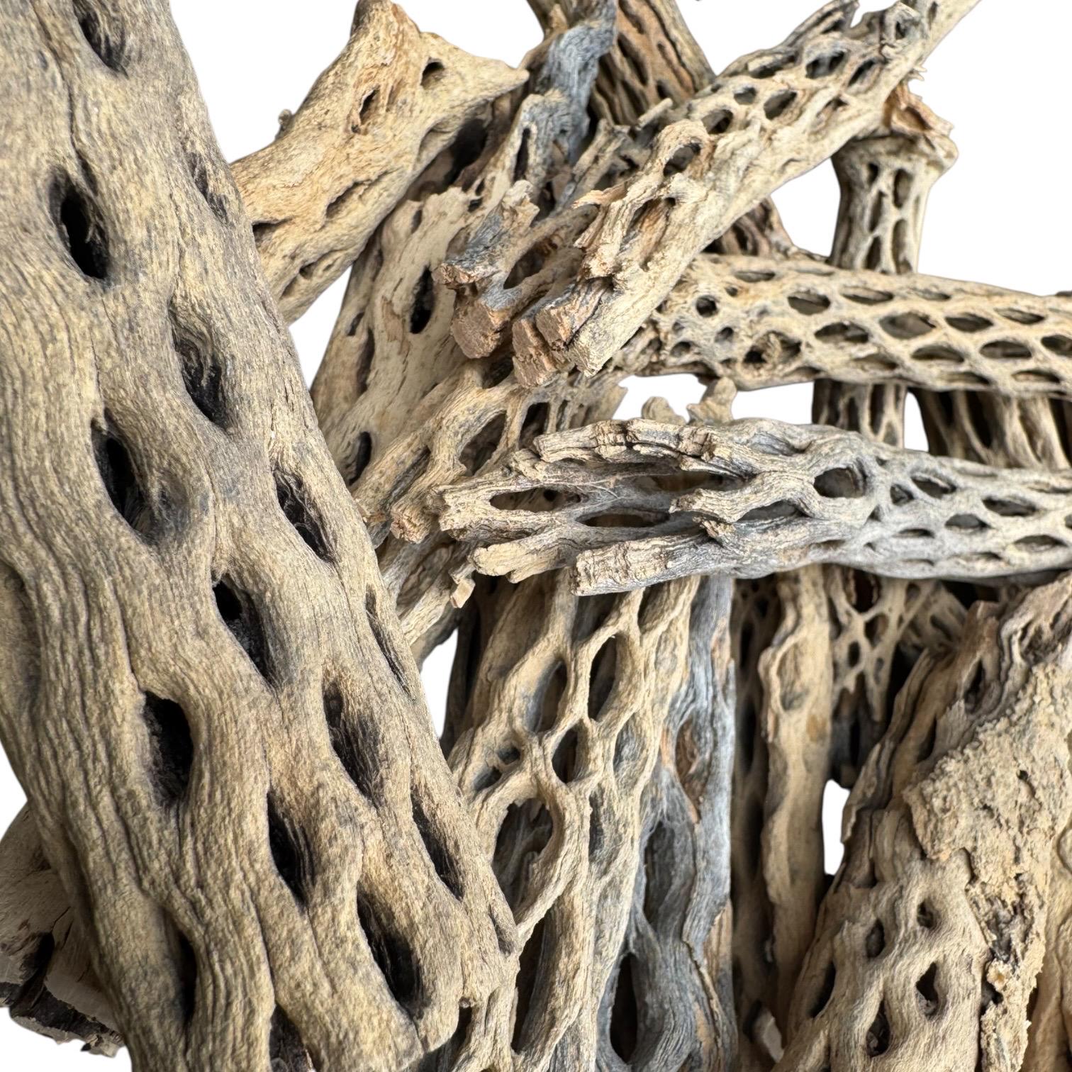 Premium cholla wood branches with unique honeycomb-like openings and weathered natural textures, perfect for isopod habitats, shrimp grazing surfaces, and terrarium hardscape.