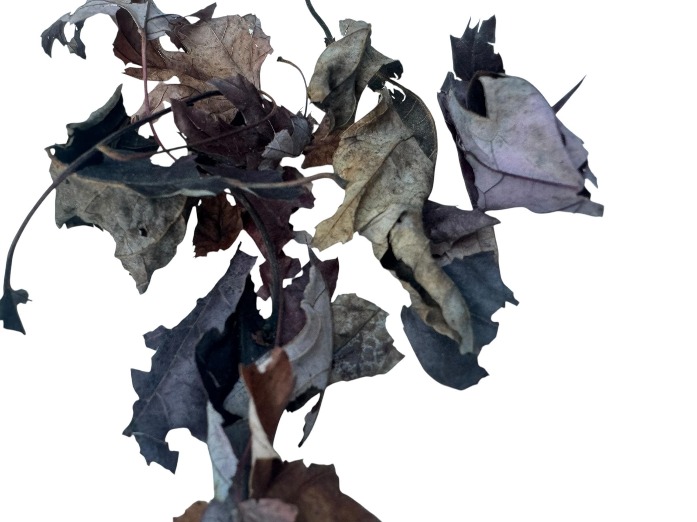 Assorted dried maple leaves with natural curled shapes and varying shades of brown, providing shelter, cover, and enrichment for bioactive enclosures and naturalistic terrariums.