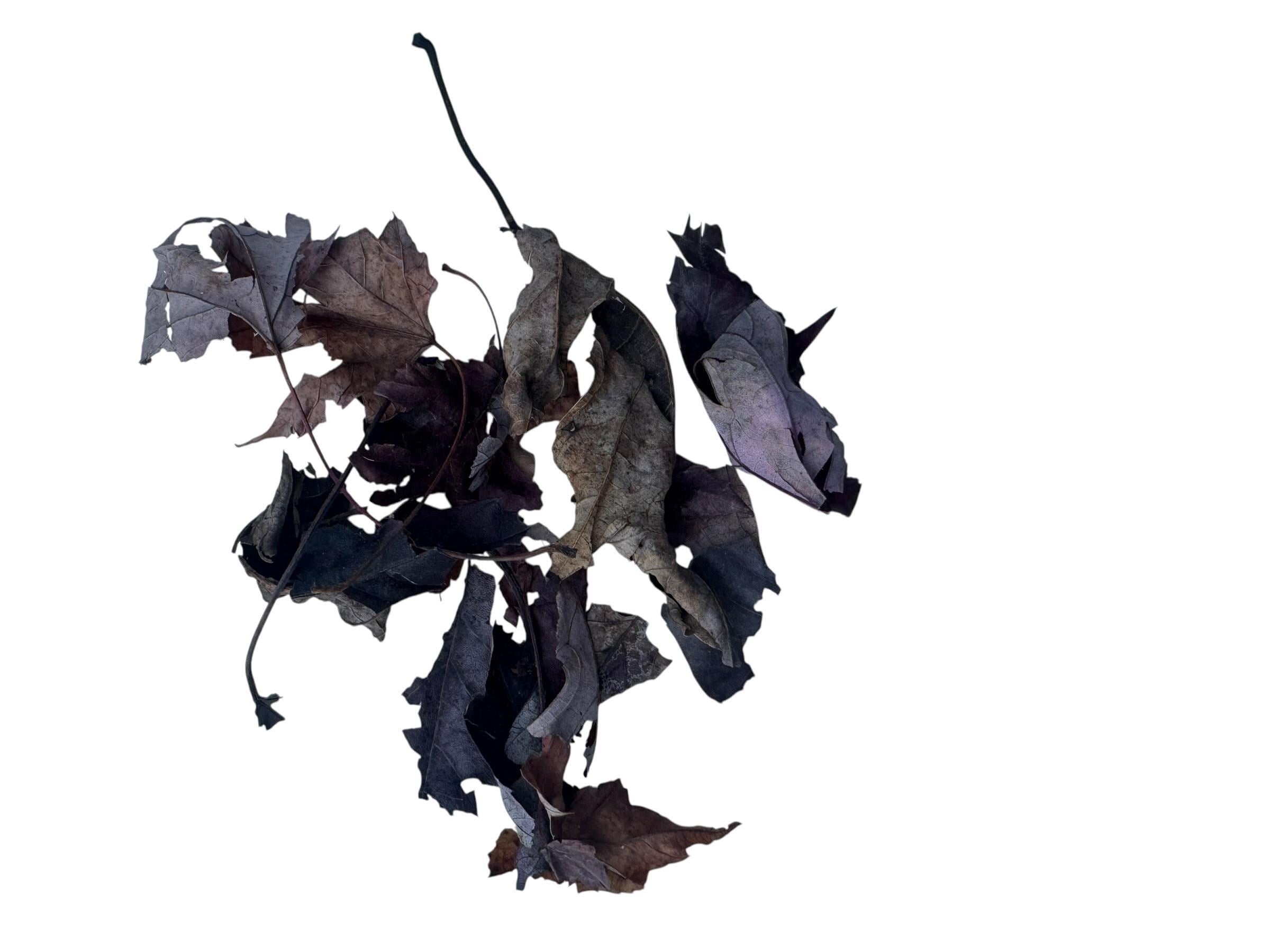 Dried maple leaf litter assortment displayed on a white background, featuring a variety of leaf sizes and textures for isopods, springtails, reptiles, amphibians, and bioactive setups.