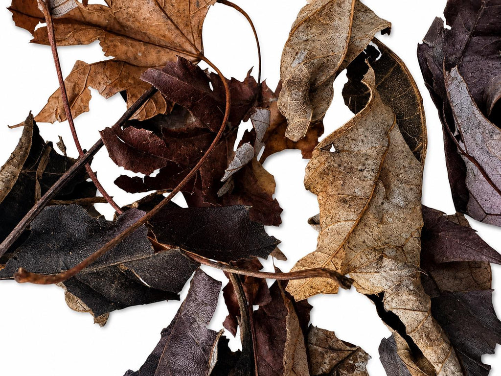 Close-up of dried maple leaf litter showing natural textures, curled edges, and rich brown tones, ideal for bioactive terrariums, vivariums, isopod habitats, and naturalistic reptile enclosures.