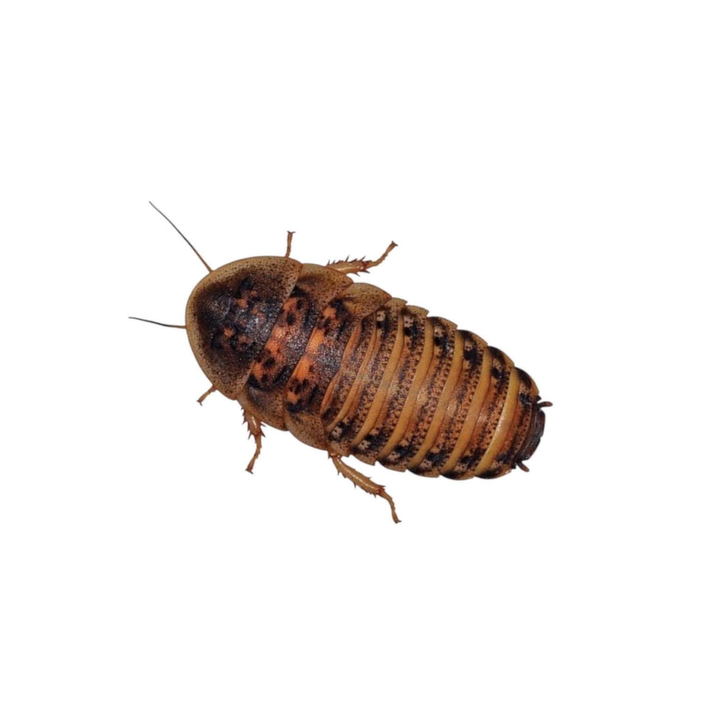 Close-up of a healthy Dubia roach isolated on a white background, showing detailed body markings and segmented exoskeleton. Common feeder insect for reptiles and amphibians.