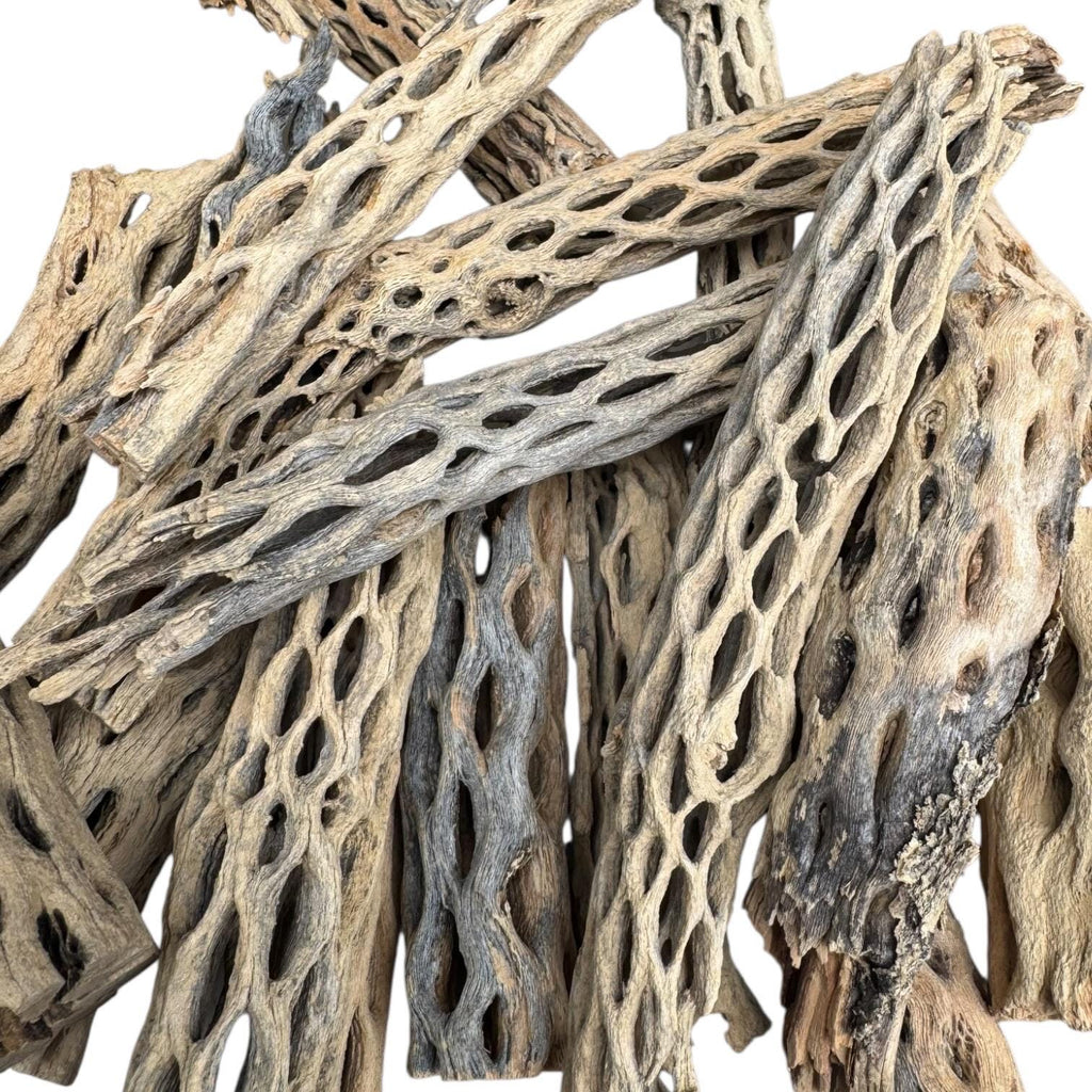 Natural cholla wood close-up showing intricate hollow tunnels, textured surfaces, and porous structure ideal for bioactive terrariums, shrimp tanks, and natural hardscape displays.