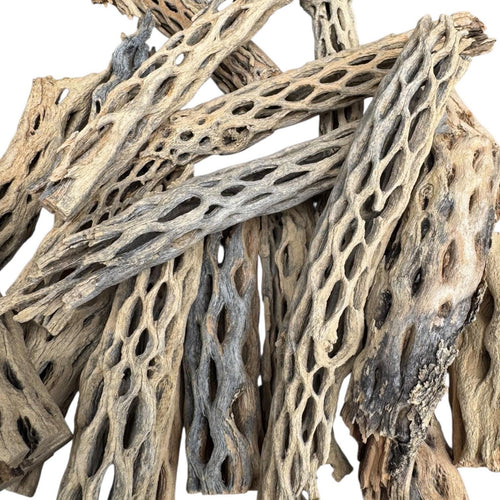 Natural cholla wood close-up showing intricate hollow tunnels, textured surfaces, and porous structure ideal for bioactive terrariums, shrimp tanks, and natural hardscape displays.