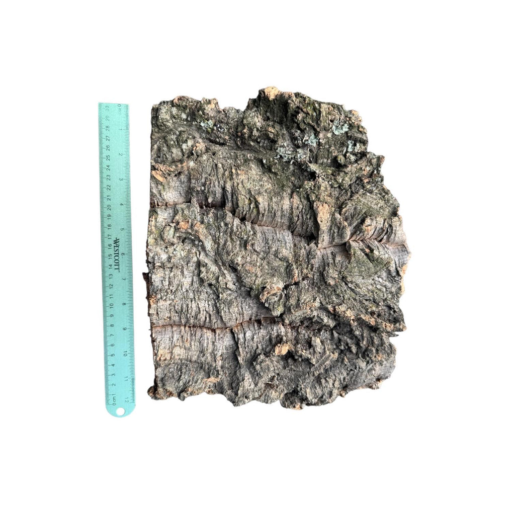 Large Natural Cork Bark Slabs for Reptiles & Bioactive Terrariums | Vivarium Background | Climbing Bark | Orchid Mount | Terrarium Decor