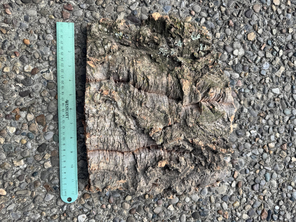 Large natural cork bark slab with a ruler for size reference, featuring a thick, flat shape, rugged texture, deep crevices, and natural holes. Ideal for reptile terrariums, bioactive vivariums, orchid mounting, and isopod habitats.