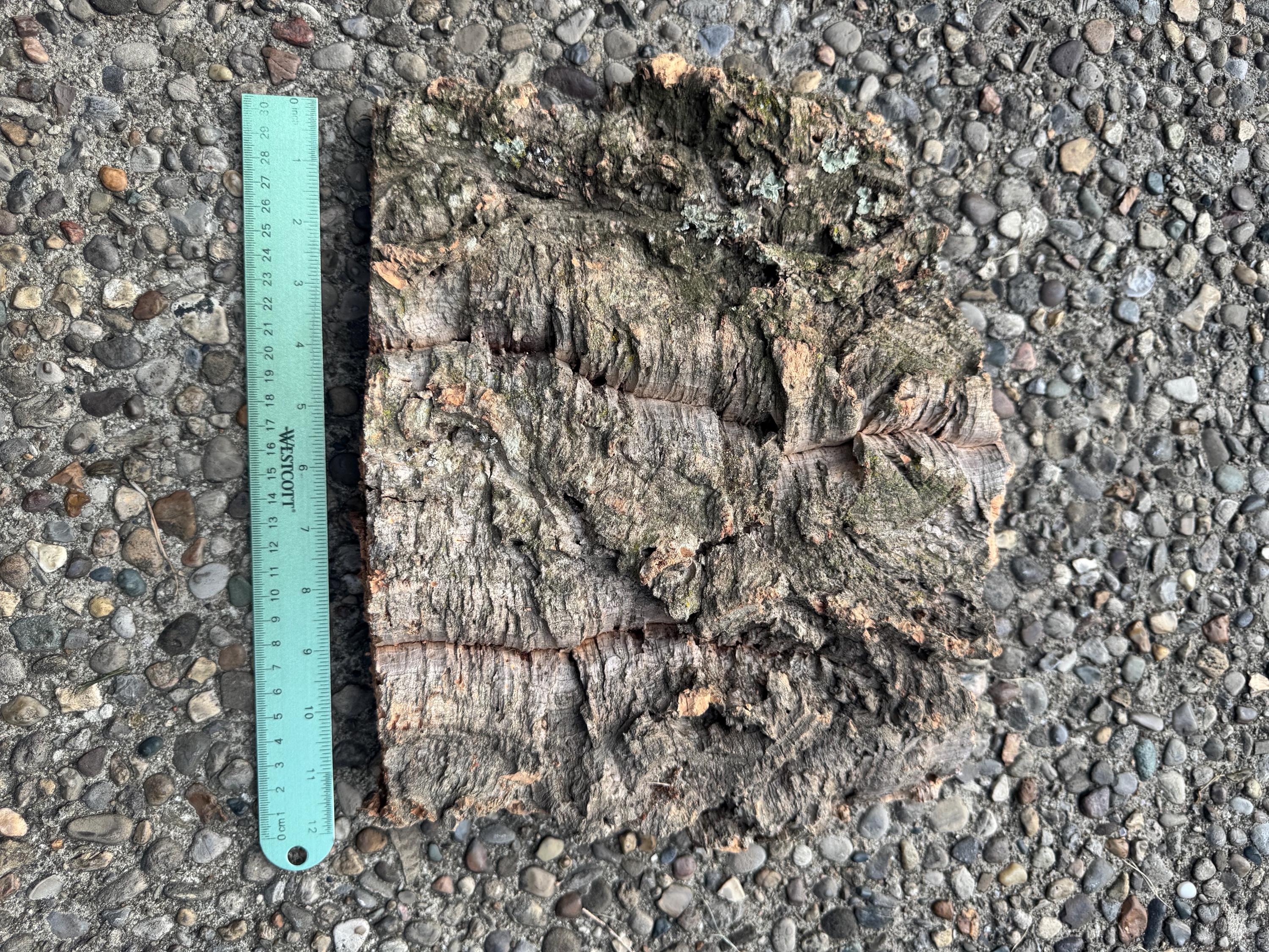 Large natural cork bark slab with a ruler for size reference, featuring a thick, flat shape, rugged texture, deep crevices, and natural holes. Ideal for reptile terrariums, bioactive vivariums, orchid mounting, and isopod habitats.