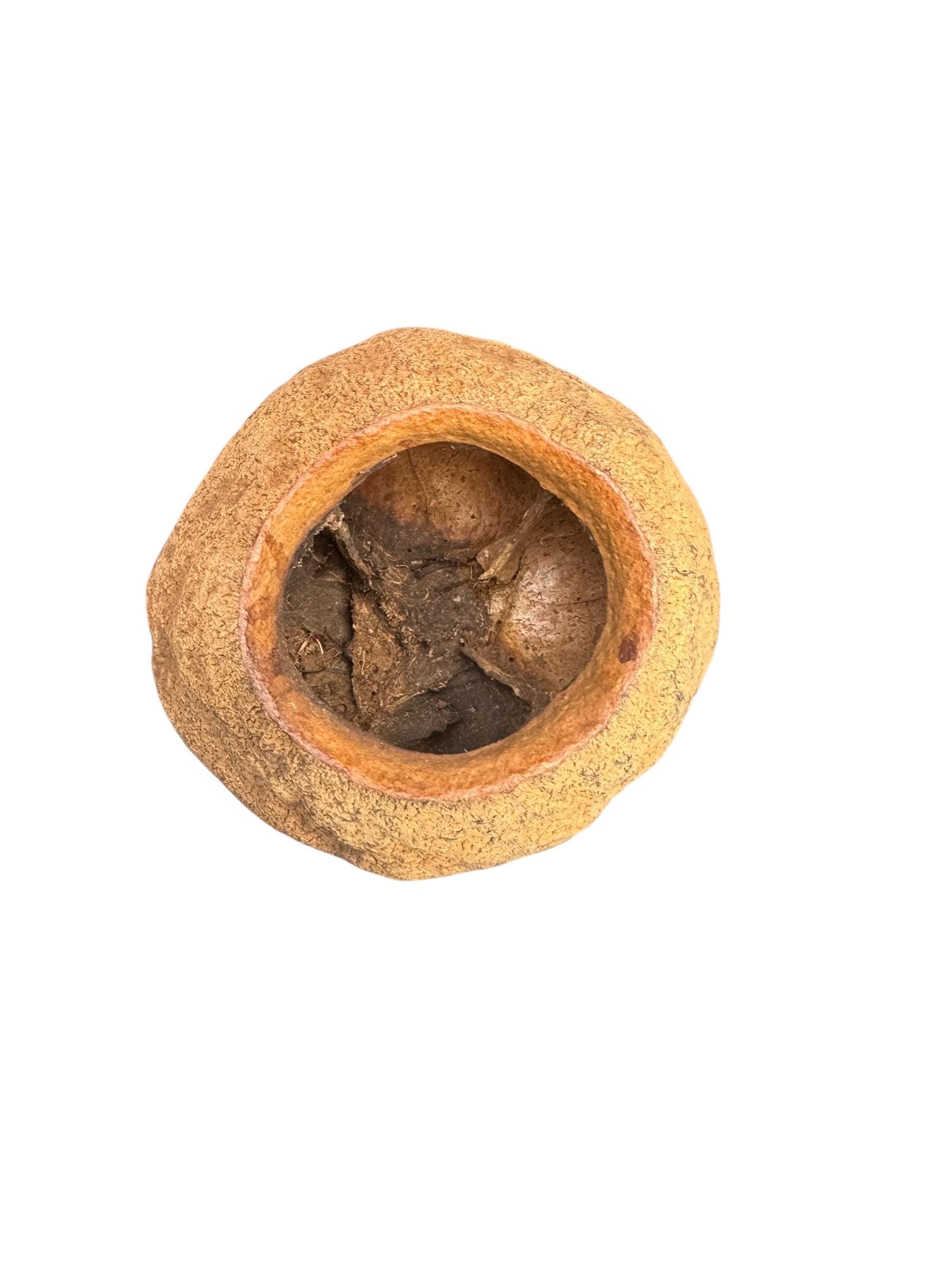 Real natural King Pod botanical with a wide opening and durable woody shell, providing a unique hide and decorative accent for terrariums, vivariums, and naturalistic enclosures.
