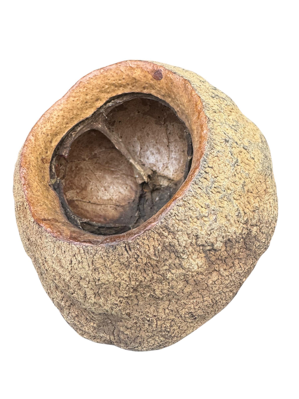 Large tropical King Pod featuring a rugged natural exterior and spacious hollow interior, perfect for reptiles, amphibians, tarantulas, and bioactive terrariums.
