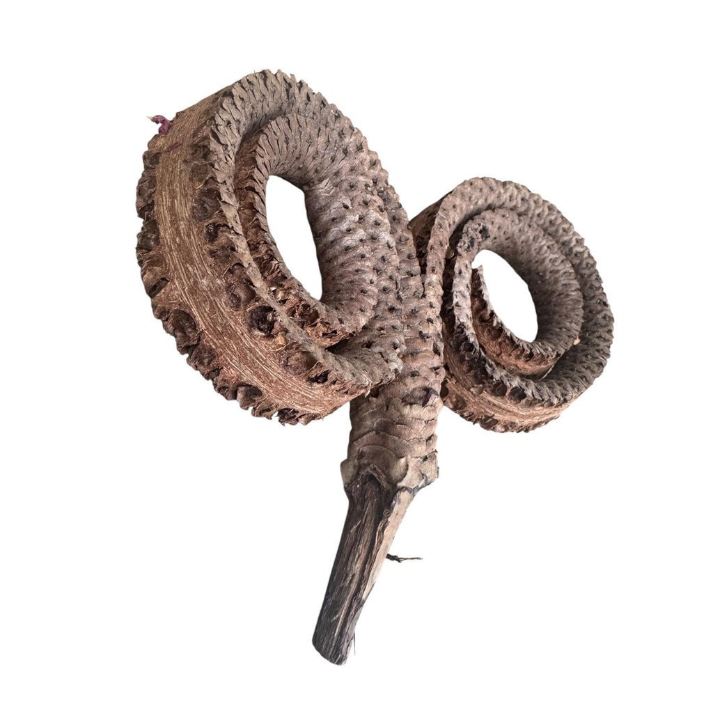 Natural Ramshorn Seed Pod | Bioactive Terrarium Botanical | Reptile Vivarium Decor | Isopod Hide | Tropical Seed Pod | Natural Enclosure