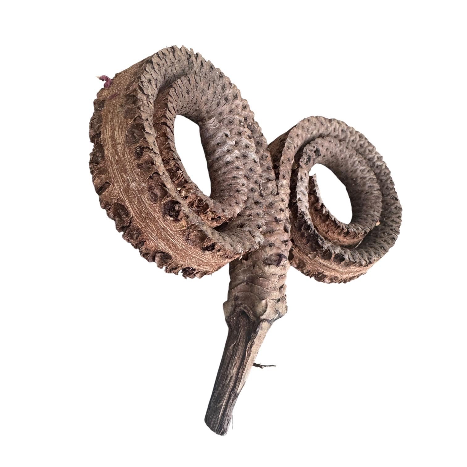 Natural Ramshorn Seed Pod | Bioactive Terrarium Botanical | Reptile Vivarium Decor | Isopod Hide | Tropical Seed Pod | Natural Enclosure