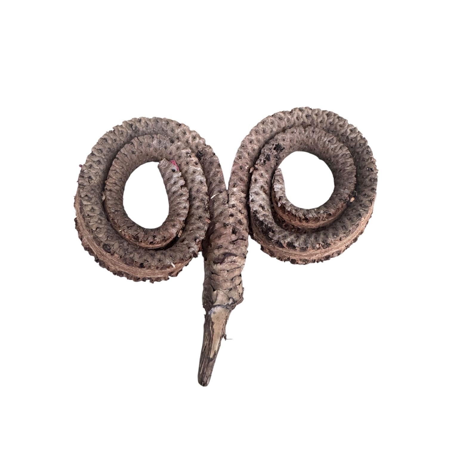 Natural Ramshorn Seed Pod | Bioactive Terrarium Botanical | Reptile Vivarium Decor | Isopod Hide | Tropical Seed Pod | Natural Enclosure