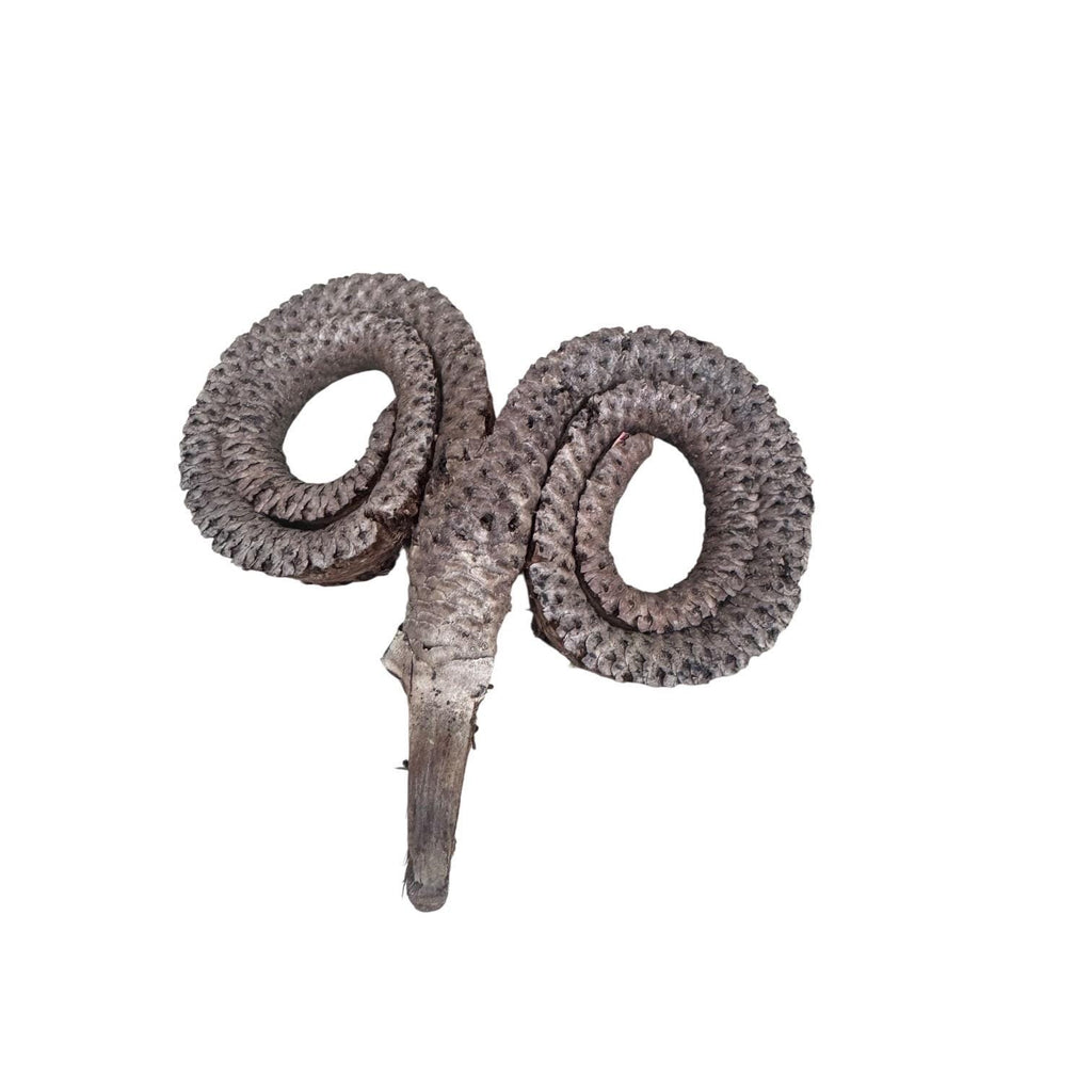 Natural Ramshorn Seed Pod | Bioactive Terrarium Botanical | Reptile Vivarium Decor | Isopod Hide | Tropical Seed Pod | Natural Enclosure
