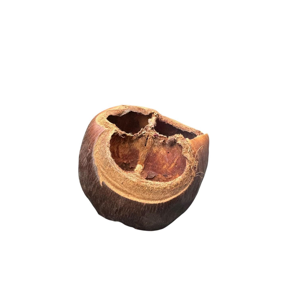Side view of a genuine Talami Pod featuring a thick woody shell and natural three-chamber interior, ideal for vivariums and natural enclosure décor.