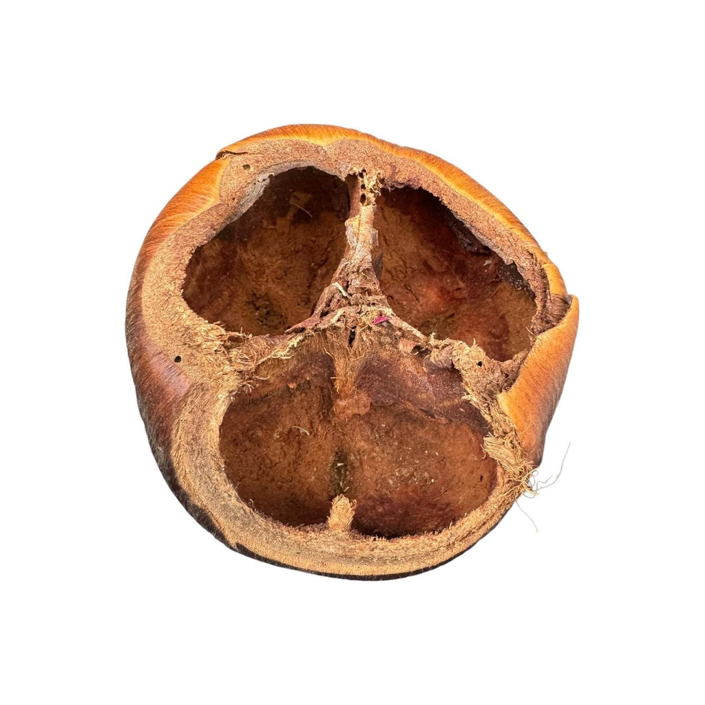 Natural Talami Pod with three spacious interior chambers, providing a unique hide for reptiles, amphibians, isopods, and bioactive terrariums.