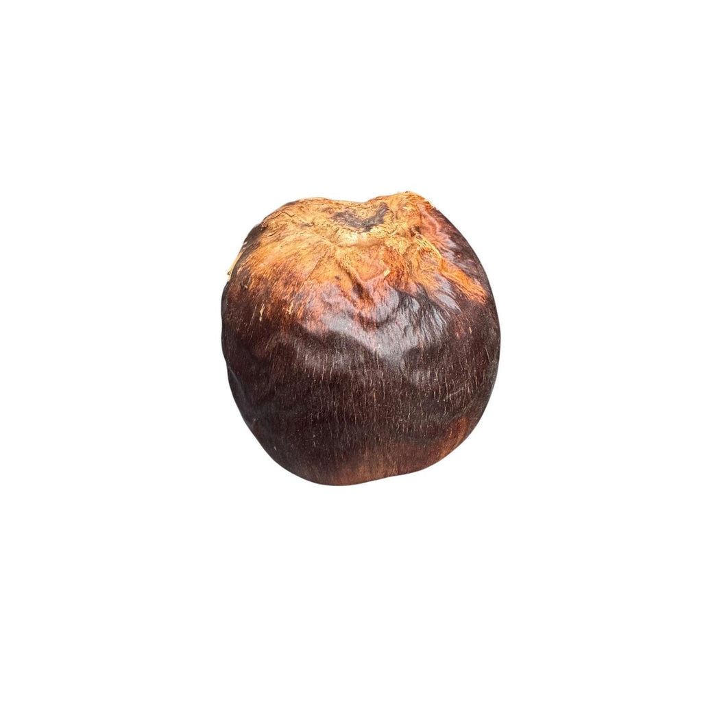 Bottom view of a real Talami Pod showcasing its smooth, dark brown shell and natural tropical botanical texture for bioactive habitats.