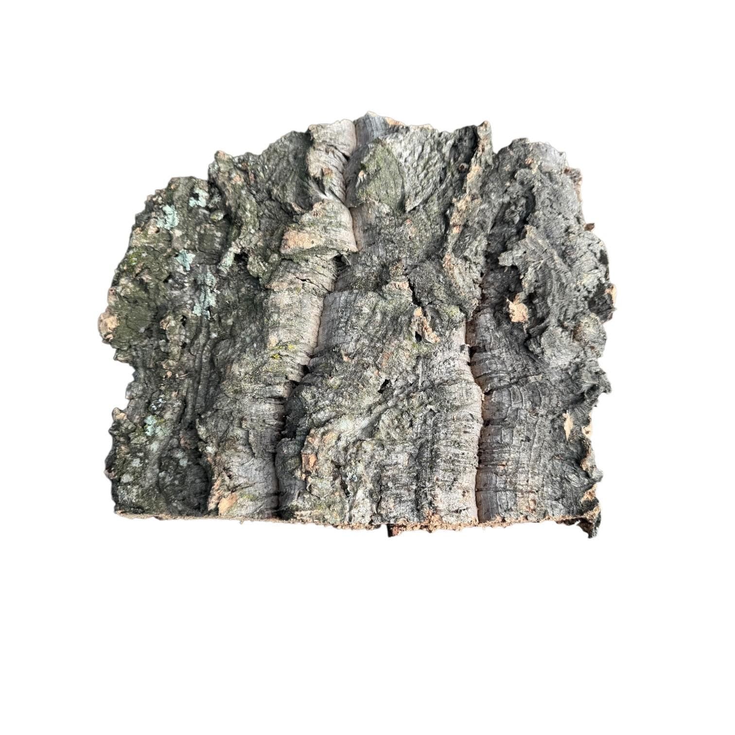 Large natural cork bark slab isolated on a white background, featuring deep grooves, natural texture, and irregular cavities, ideal for reptile terrariums, vivariums, and orchid mounting.