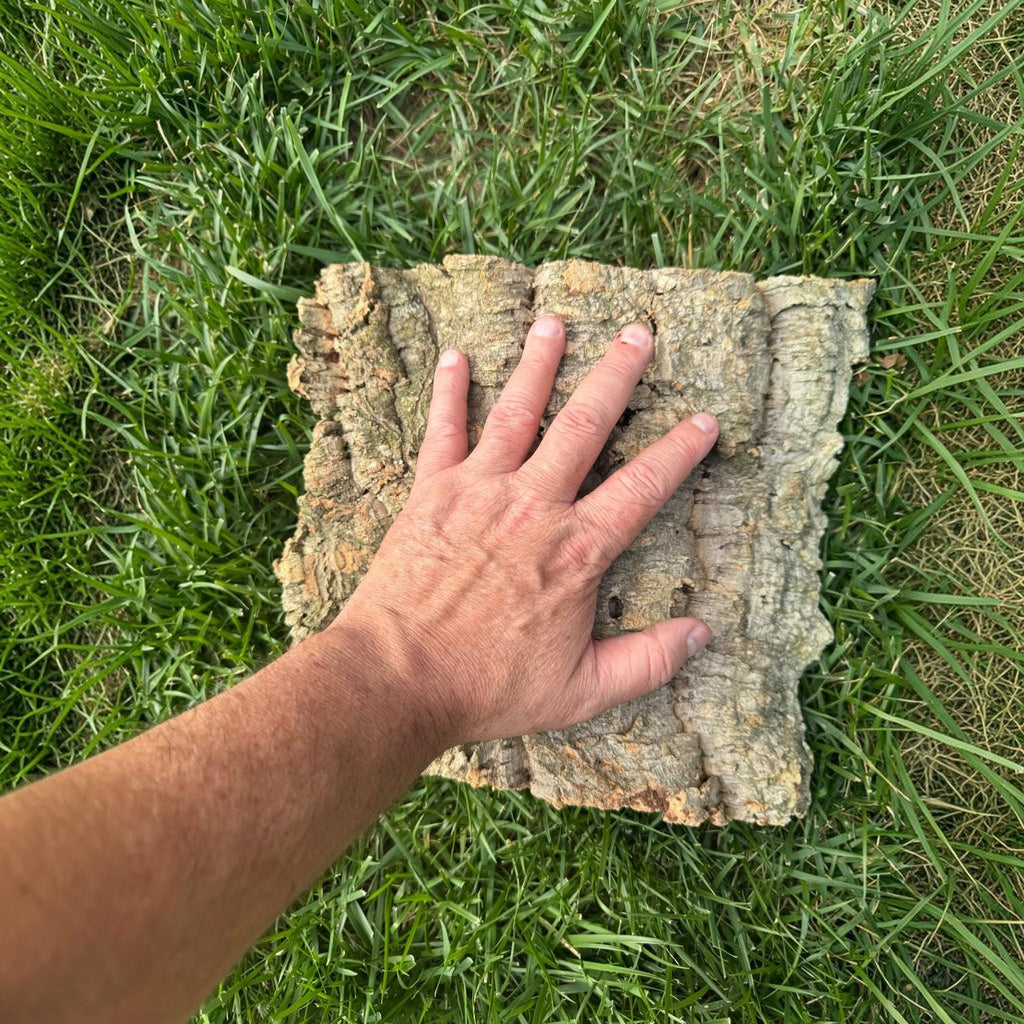 Large flat cork bark slab shown next to an adult hand for size comparison, displaying thick natural bark with rugged texture, crevices, and a broad surface suitable for bioactive enclosures.