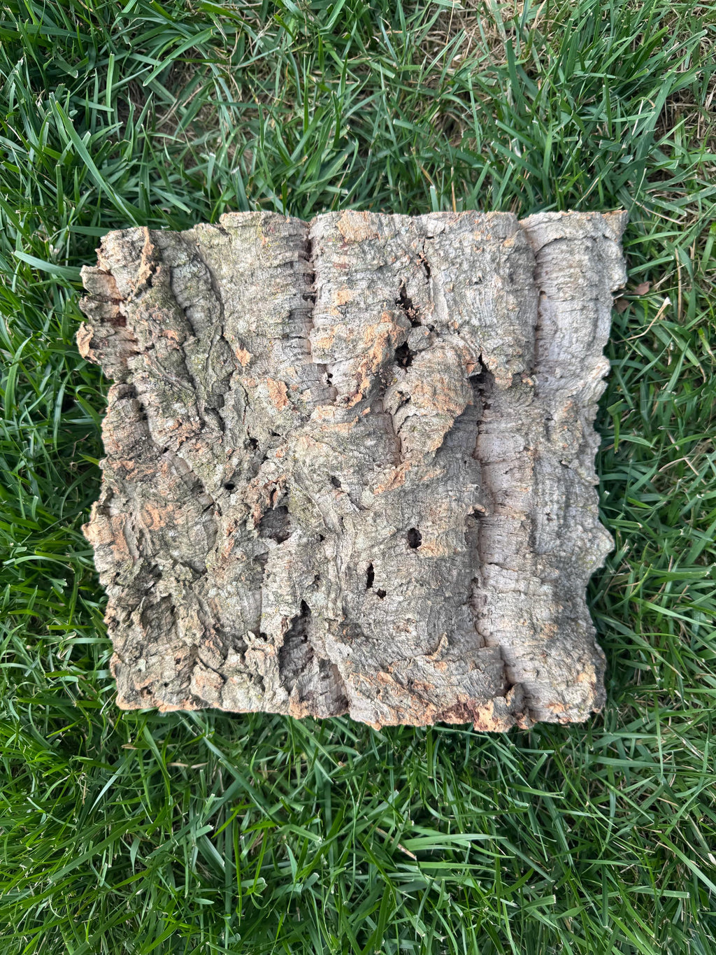 Oversized natural cork bark slab photographed outdoors on grass, showcasing its wide, flat shape, textured surface, and natural holes, perfect for reptile habitats, terrariums, vivariums, and orchid displays.