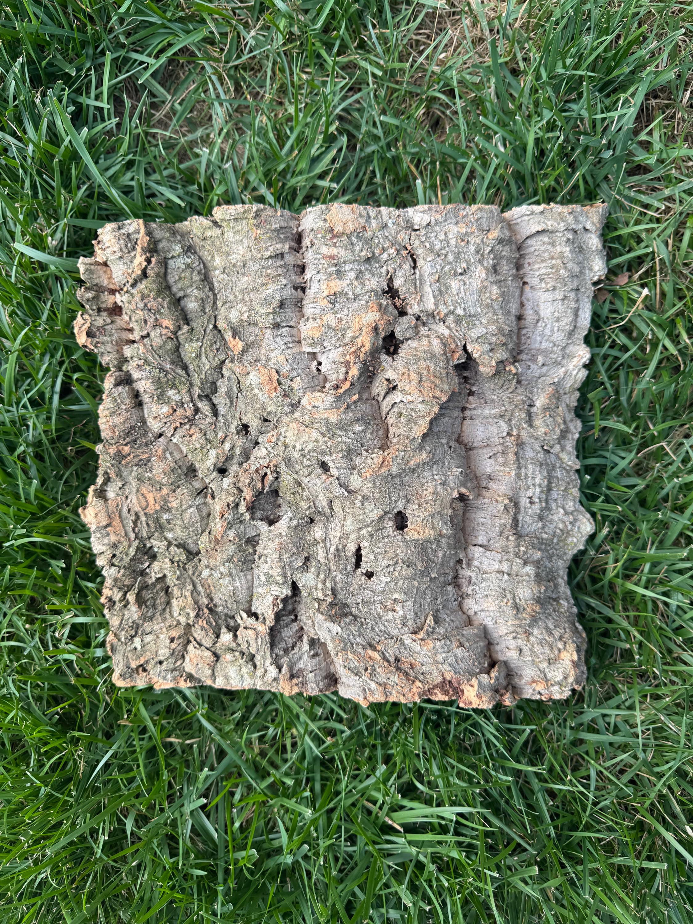 Oversized natural cork bark slab photographed outdoors on grass, showcasing its wide, flat shape, textured surface, and natural holes, perfect for reptile habitats, terrariums, vivariums, and orchid displays.