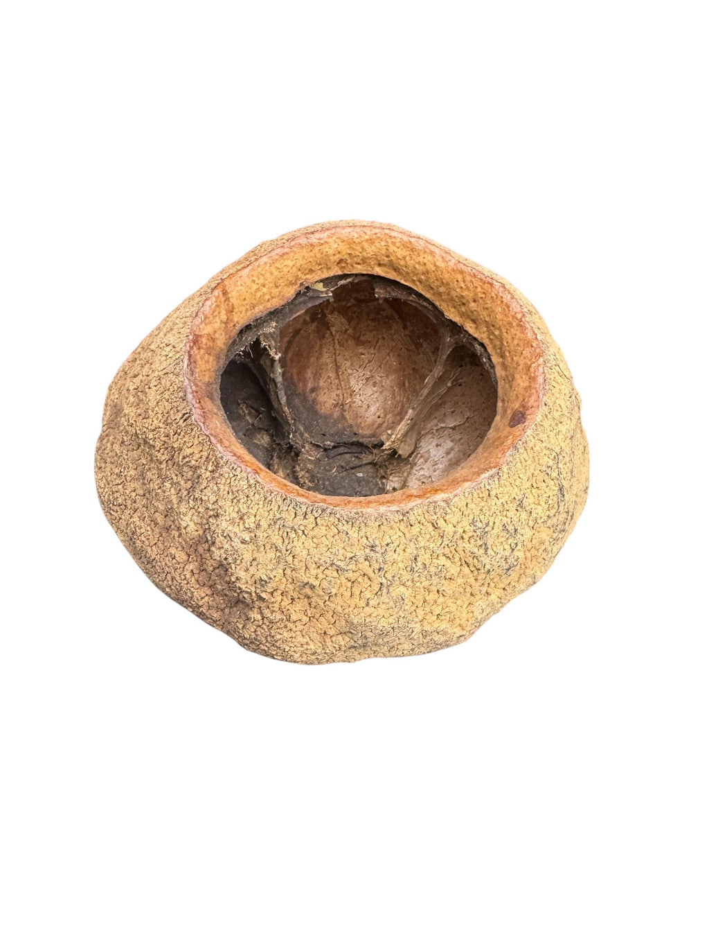 Natural King Pod botanical with a large open cavity and thick textured shell, ideal as a reptile hide, isopod shelter, or bioactive vivarium decoration.