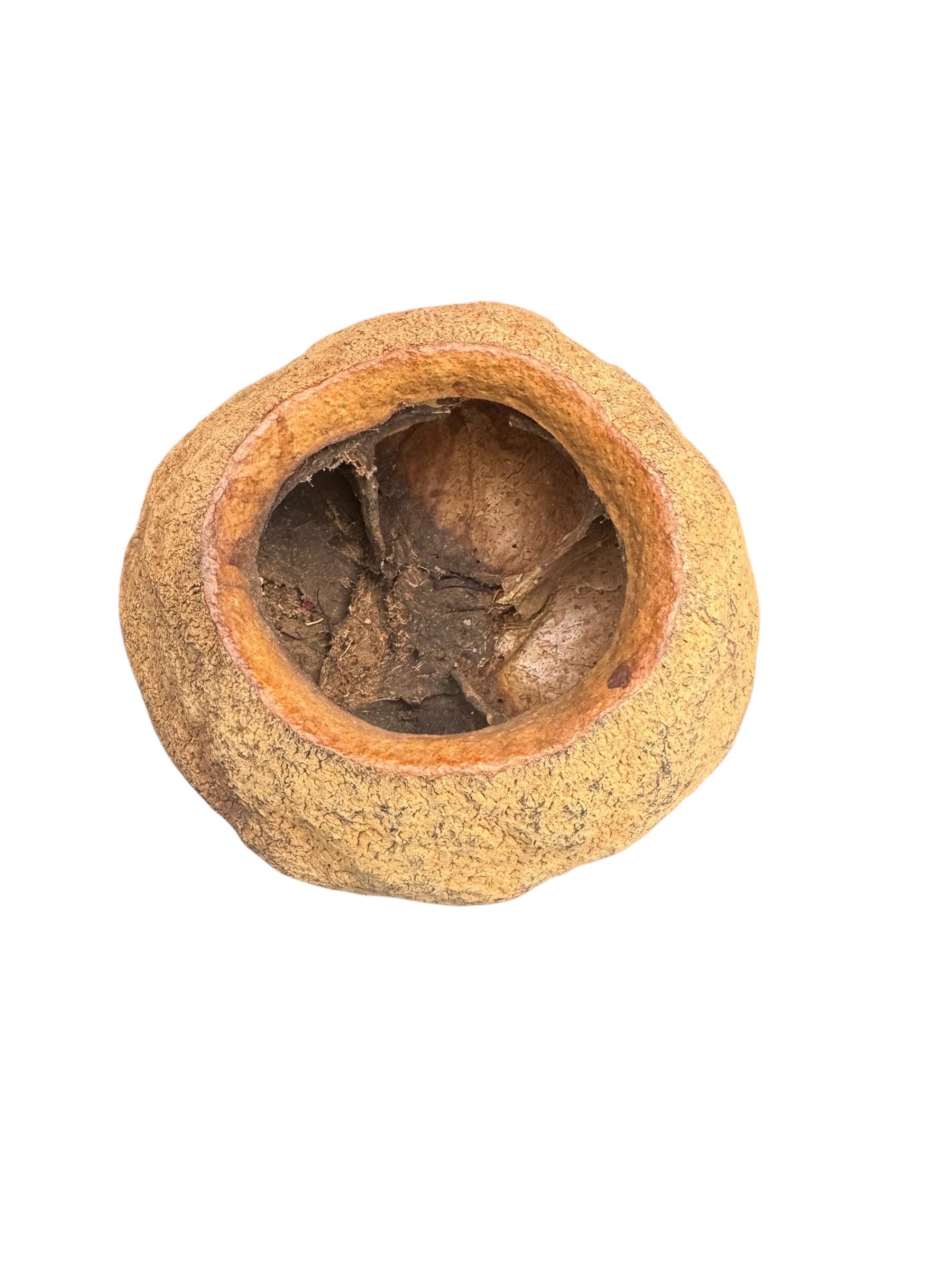 Large Natural King Pod | Tropical Seed Pod | Reptile & Isopod Hide | Bioactive Vivarium Decor | Terrarium Botanical