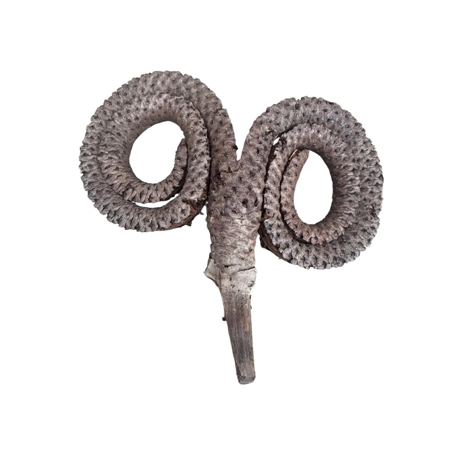Natural Ramshorn Seed Pod | Bioactive Terrarium Botanical | Reptile Vivarium Decor | Isopod Hide | Tropical Seed Pod | Natural Enclosure