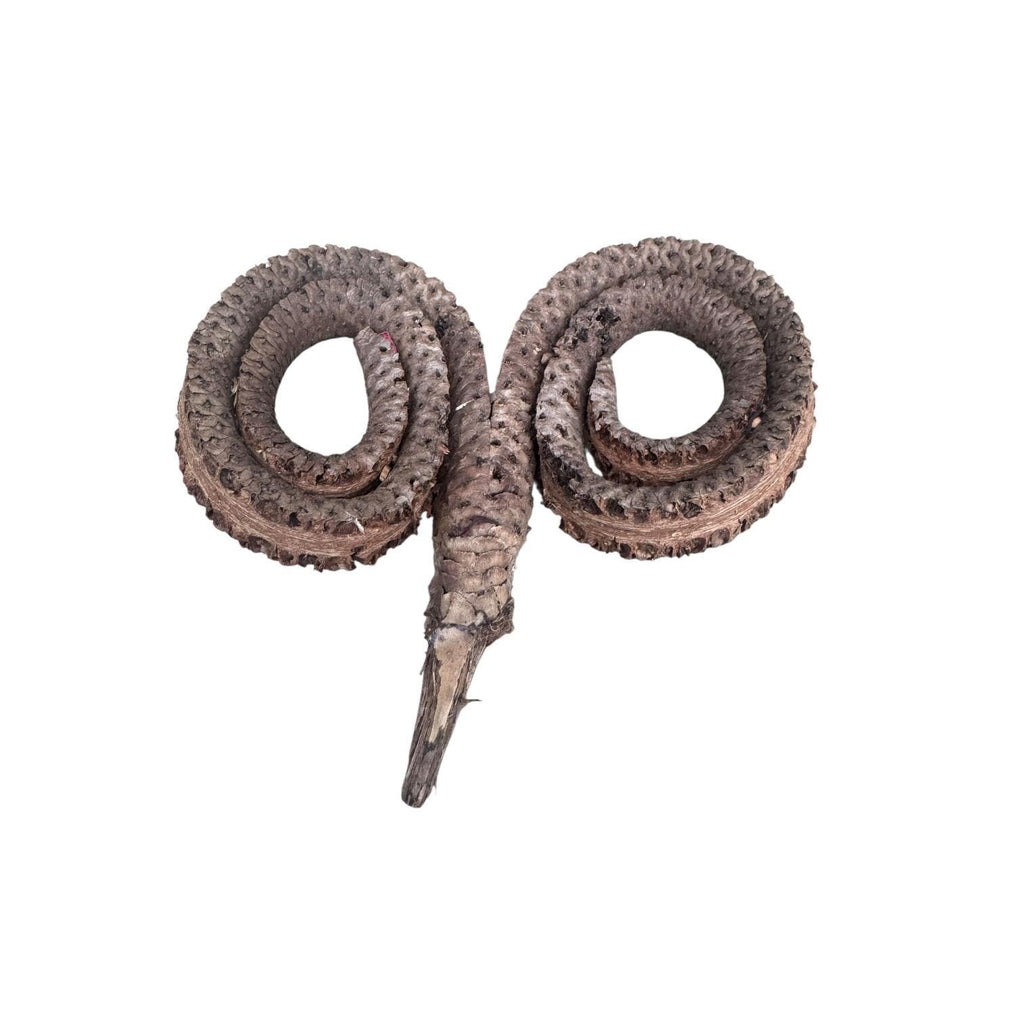 Natural Ramshorn Seed Pod | Bioactive Terrarium Botanical | Reptile Vivarium Decor | Isopod Hide | Tropical Seed Pod | Natural Enclosure