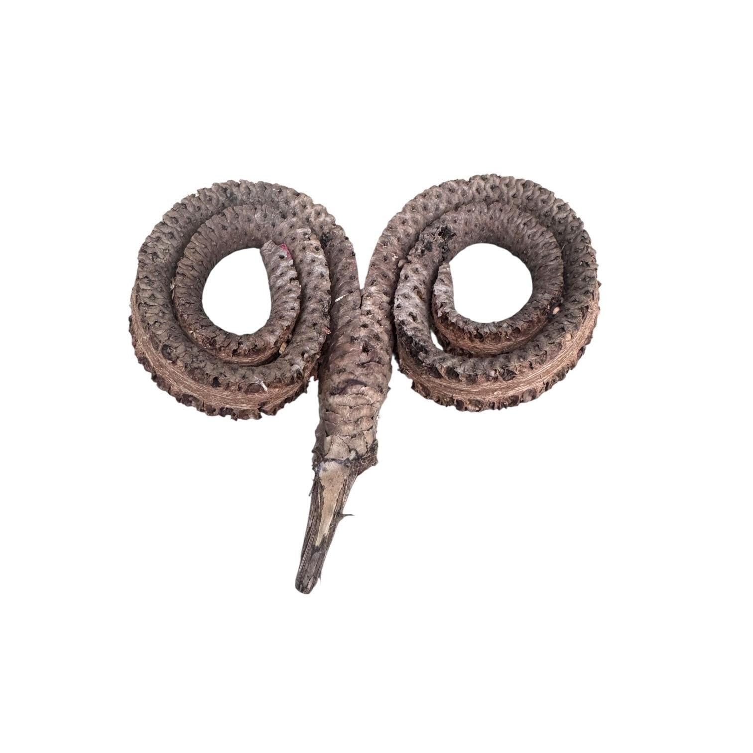 Natural Ramshorn Seed Pod | Bioactive Terrarium Botanical | Reptile Vivarium Decor | Isopod Hide | Tropical Seed Pod | Natural Enclosure