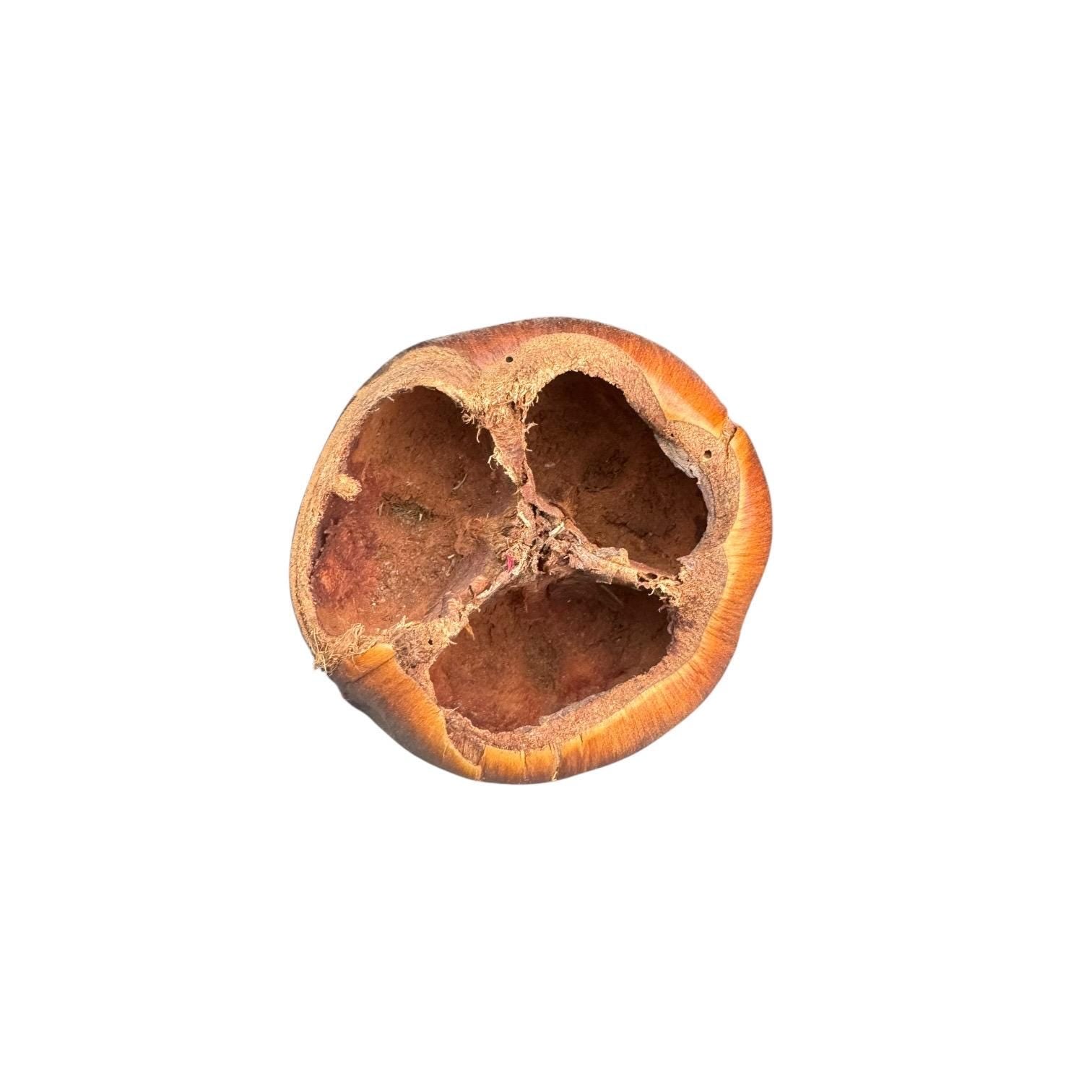 Natural Talami Pod for Bioactive Terrariums | Reptile Hide | Vivarium Decor | Isopod Habitat | Tropical Botanical | Natural Seed Pod