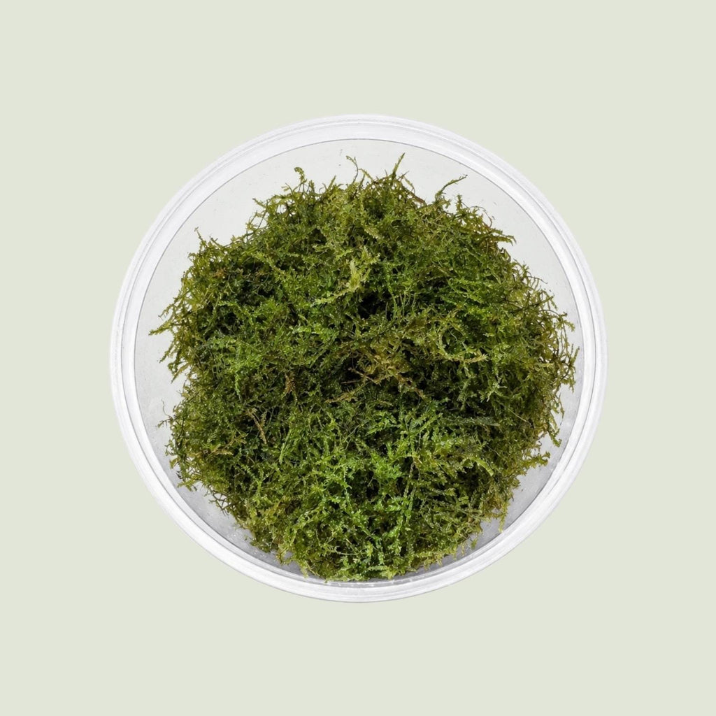 Christmas Moss – Live Vivarium Moss for Terrariums, Bioactive Enclosures, Paludariums & Reptile Habitats