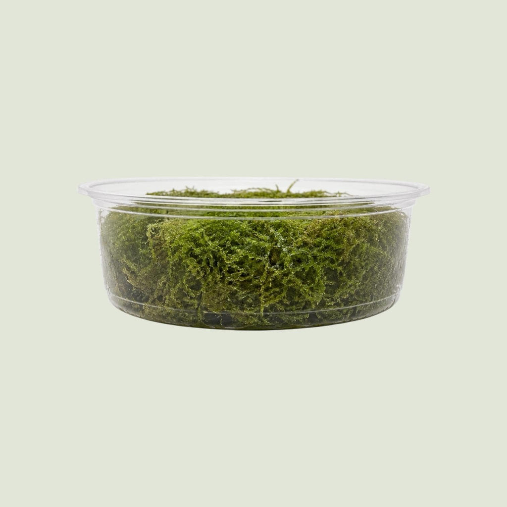 Christmas Moss – Live Vivarium Moss for Terrariums, Bioactive Enclosures, Paludariums & Reptile Habitats