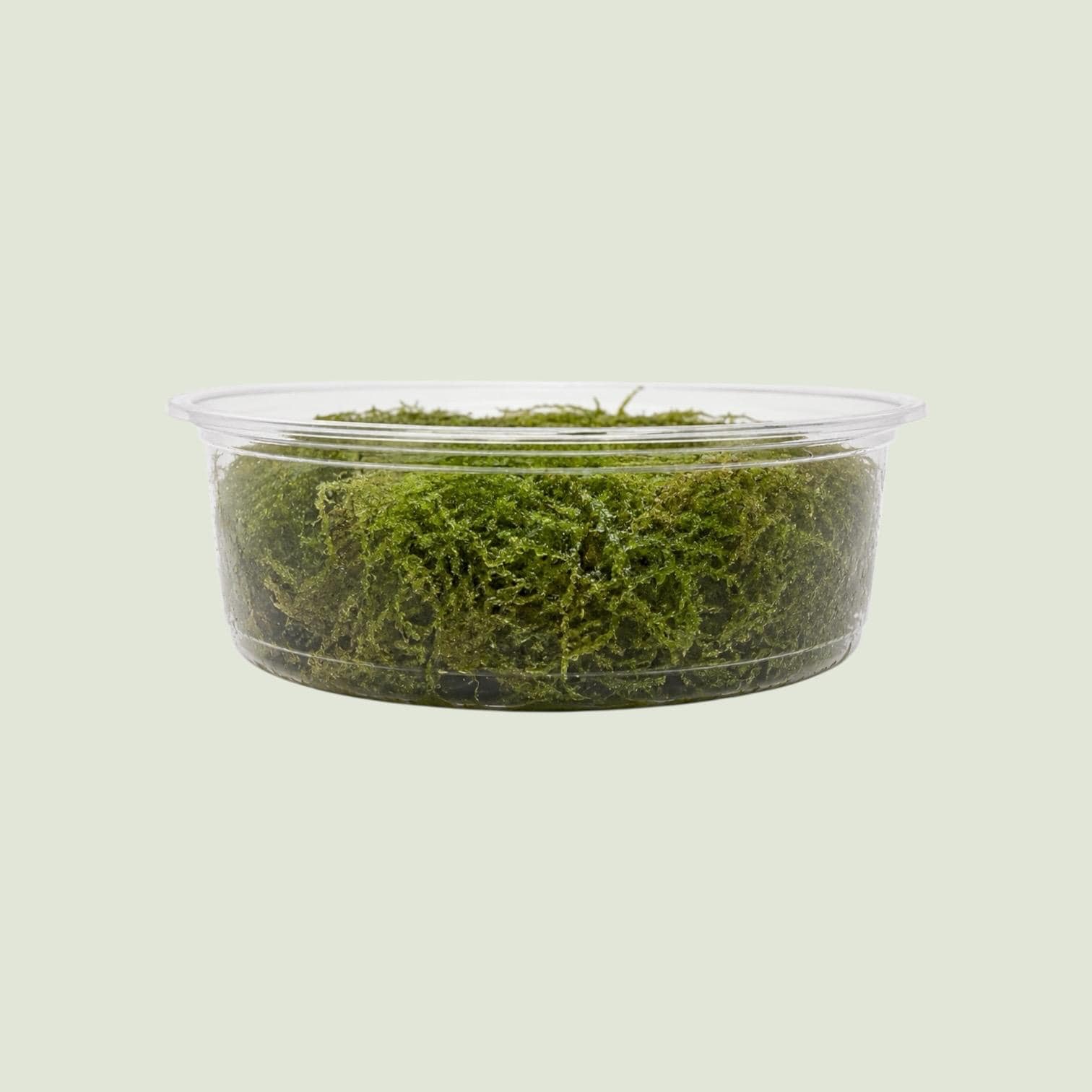 Christmas Moss – Live Vivarium Moss for Terrariums, Bioactive Enclosures, Paludariums & Reptile Habitats