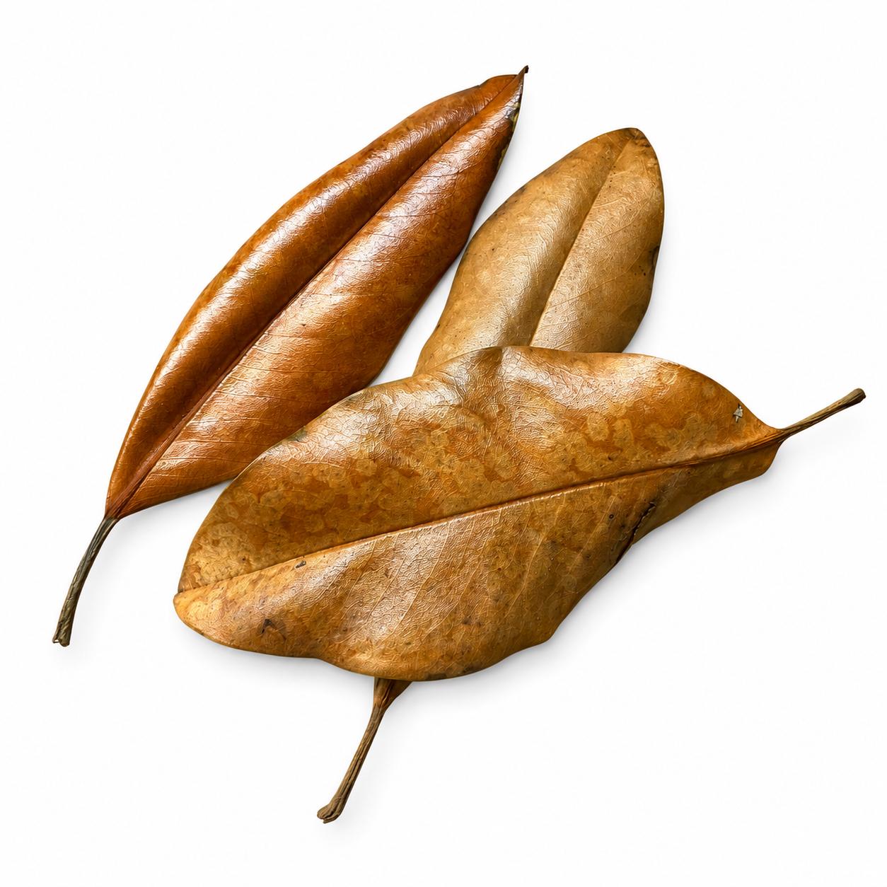 Magnolia Leaf Litter – Natural Dried Leaves for Isopods, Springtails, Terrariums & Bioactive Enclosures