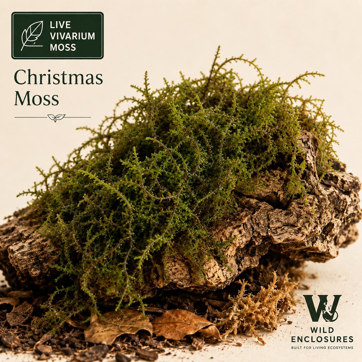 Christmas Moss – Live Vivarium Moss for Terrariums, Bioactive Enclosures, Paludariums & Reptile Habitats